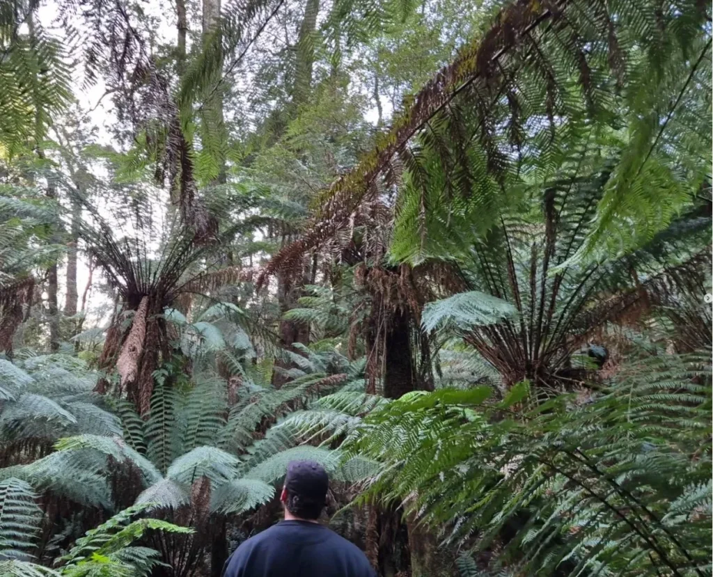 Cape Otway National Park Where Forest Meets the Sea