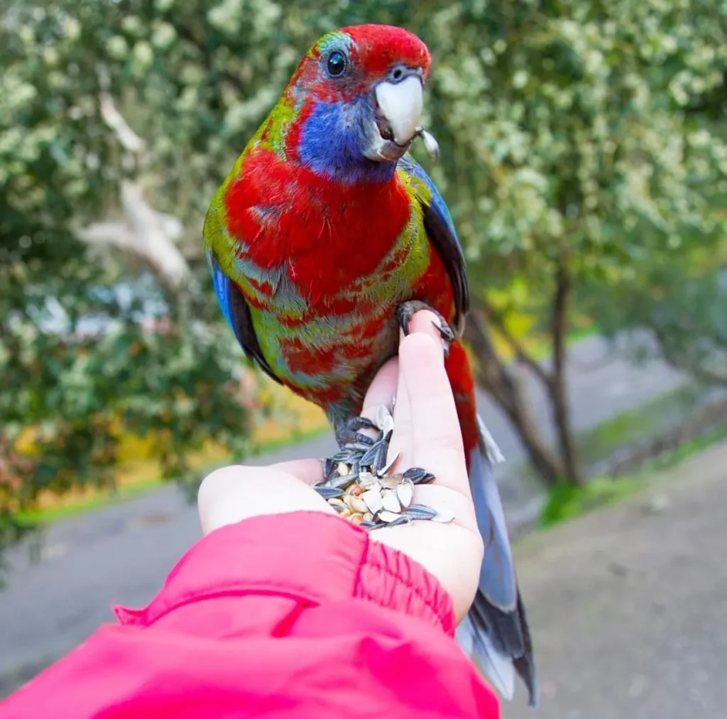 Engaging with Local Wildlife Safely and Responsibly