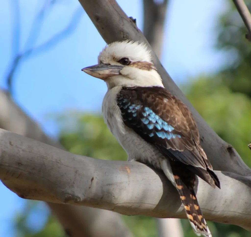 Engaging with the Community and Conservation Efforts