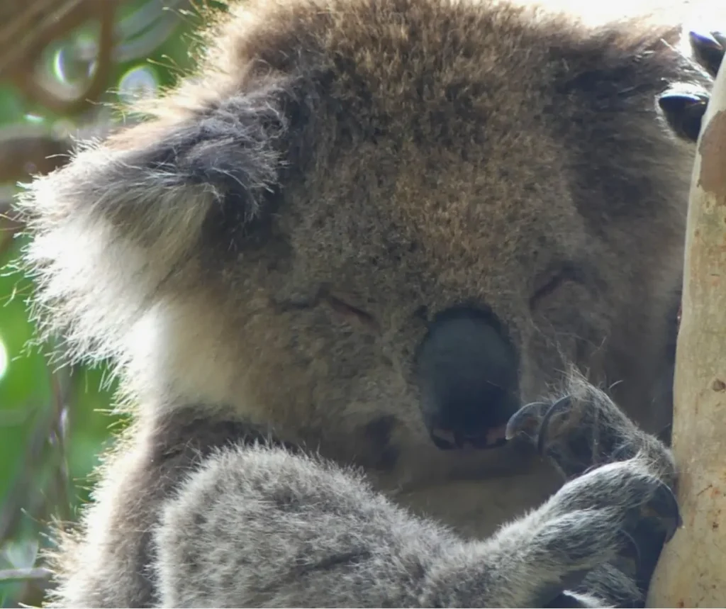 Kennett River A Koala’s Haven